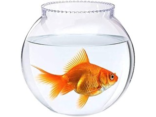 Glass Perfect Home Decor Glass Fish Bowl With Collar 8 Inch Bo